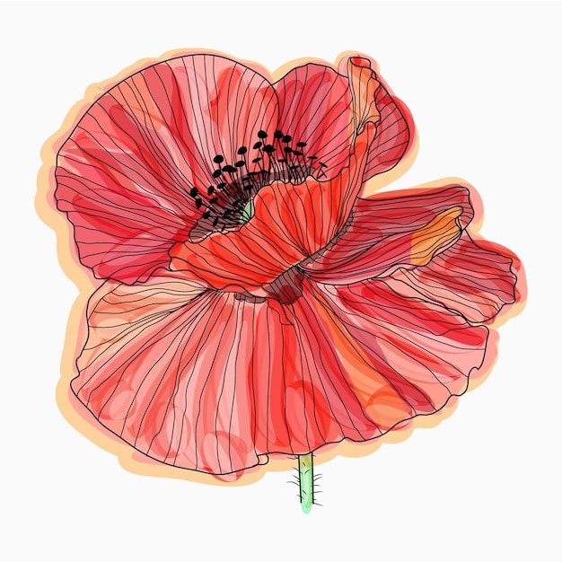 Tinta lápiz acuarela amapola flor bosquejo Dibujado a mano naturaleza pintura
