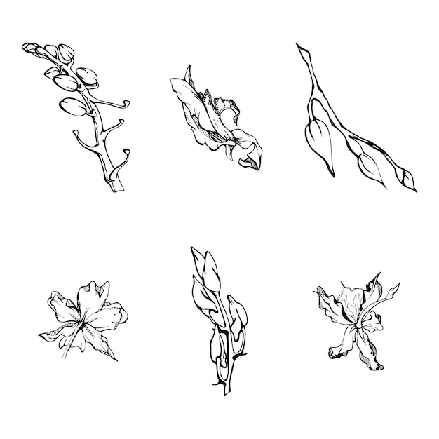 Tinta vectorial dibujada a mano orquídeas flores y ramas esquema detallado monocromo Flores individuales hojas tallos Aislado sobre fondo blanco Diseño para arte de pared boda impresión tatuaje cubierta tarjeta