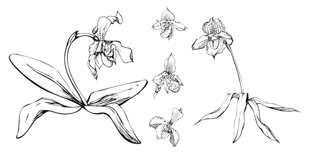 Tinta vectorial dibujada a mano orquídeas flores tallos hojas contorno detallado monocromo Composición con ramas Aislado sobre fondo blanco Diseño para arte de pared boda impresión tatuaje cubierta tarjeta