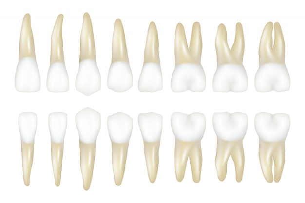 Tipo de diente. estomatología dentista médico ilustraciones realistas de dientes blancos