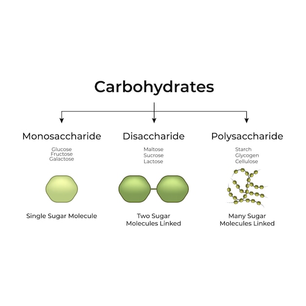 Tipos de carbohidratos monosacáridos disacáridos y polisacáridos Ilustración vectorial