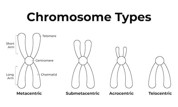 Tipos de cromosomas Telómeros Centrómeros Cromatidas Metacéntricos Submetacéntricos Vector acrocéntrico