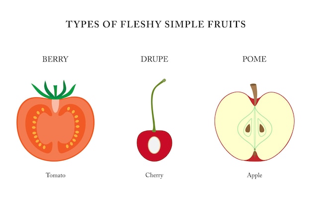 Tipos de frutas sencillas carnosas berry drupe pome