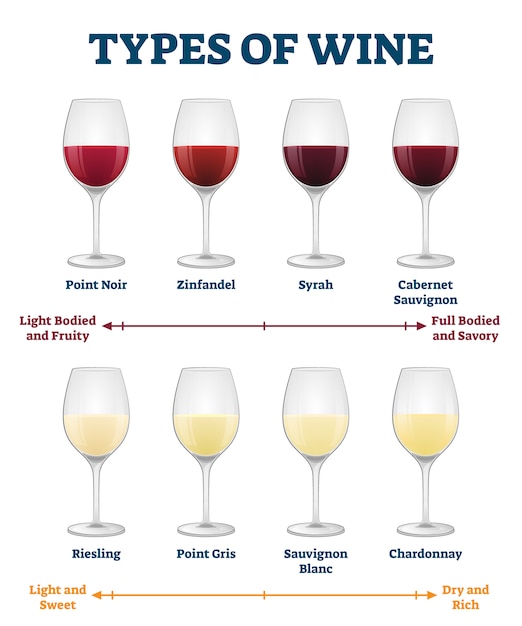 Tipos de ilustración del vino. etiquetado bebida roja y blanca explicación.