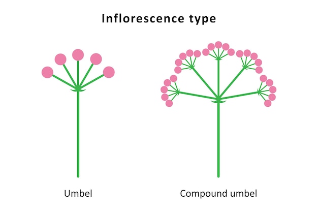 Vector tipos de inflorescencia umbela y umbela compuesta