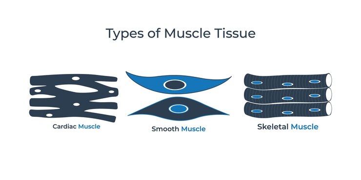 Tipos de tejido muscular Ilustración vectorial de iconos planos Vector de iconos médicos