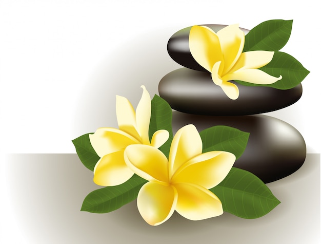 Vector todavía del balneario vida con la flor del frangipani, ilustración.