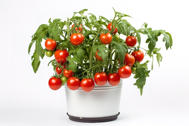 Vector tomate cereza fresco planta en crecimiento en un frasco