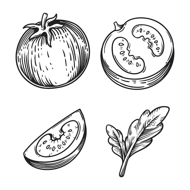 Tomate dibujado a mano ilustración frutas verduras