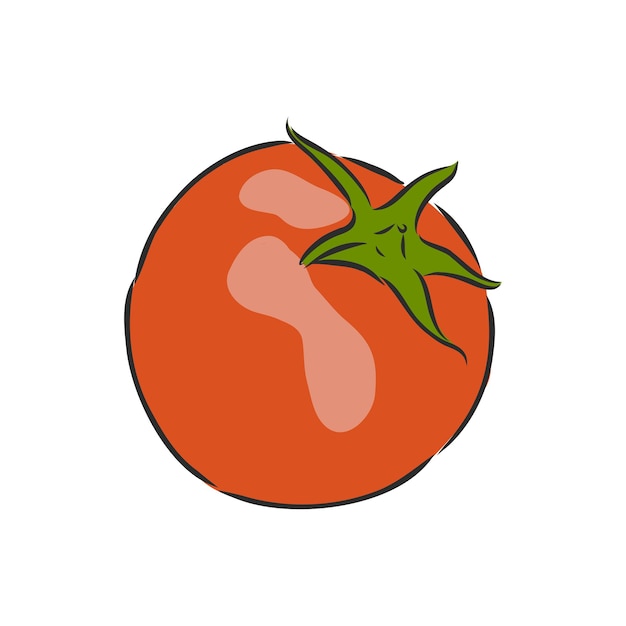 Tomate. gráficos. ilustración. vector. ilustración de dibujo de vector de tomate