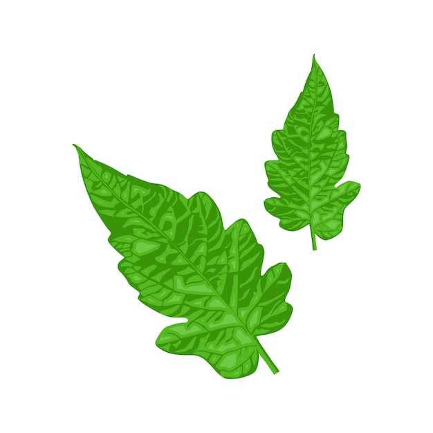 Tomate hoja vector aislado fondo blanco
