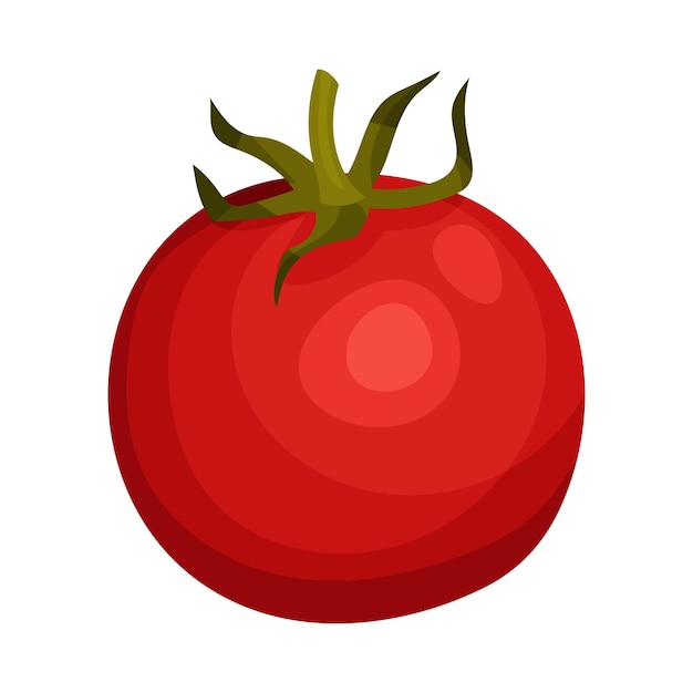 Tomate maduro ilustrado Ingrediente de minestrone aislado en fondo blanco Planta de cultivo madura para culinaria