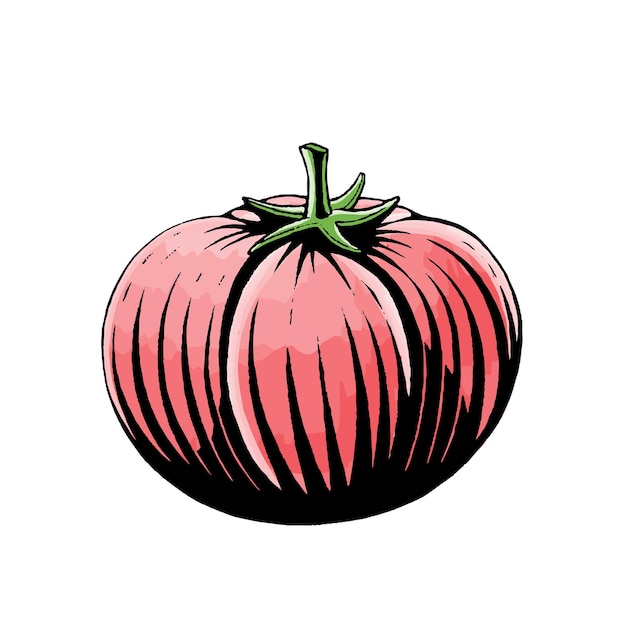 Tomate Rojo Scratchboard Grabado Vector