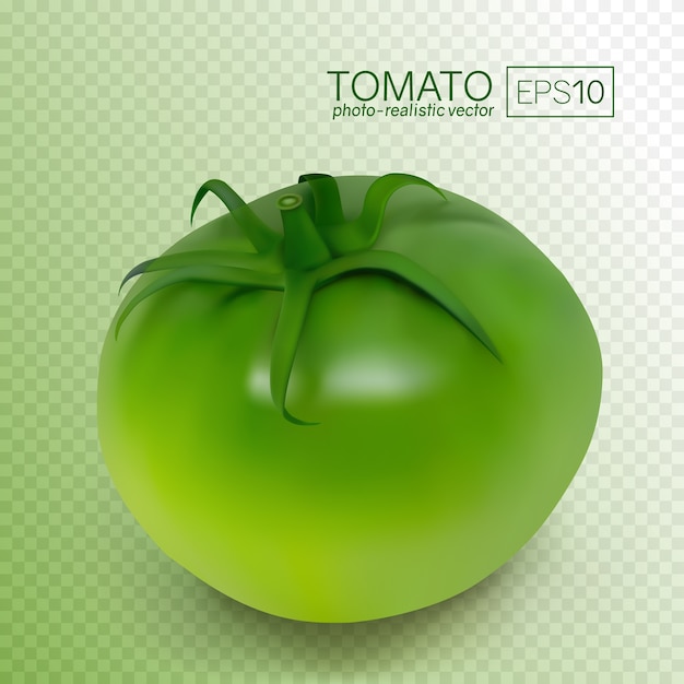 Tomate verde inmaduro sobre un fondo blanco. Ilustración vectorial fotorrealista. Estos tomates se pueden colocar sobre cualquier fondo.