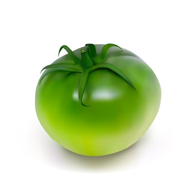 Vector tomate verde sin madurar sobre un fondo blanco ilustración vectorial fotorrealista