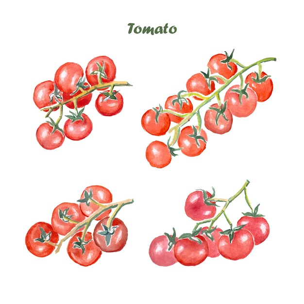 Tomate, verduras, acuarela.