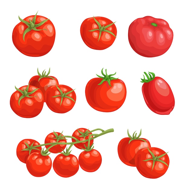 Tomates frescos de dibujos animados. Verduras rojas enteras adentro. Tomates frescos de granja individuales y grupales. ilustraciones sobre fondo blanco.