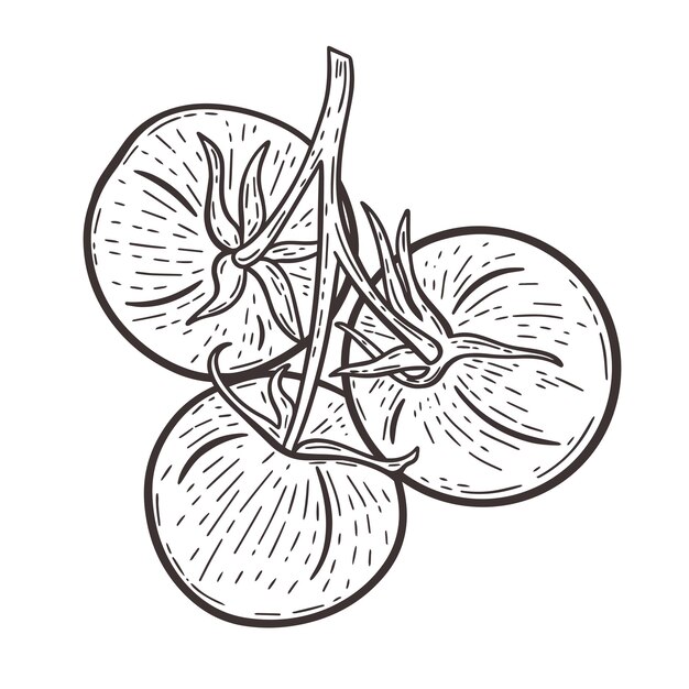 Tomates en una rama negra dibujada a mano grabado vector ilustración