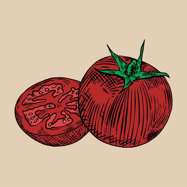 Tomatto vector vintage handrawn