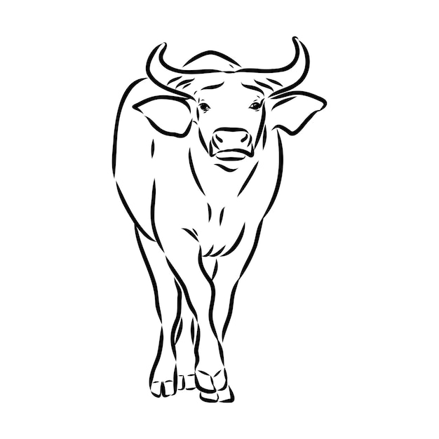 Toro en iconos de estilo doodle boceto hecho a mano vector trazo editable