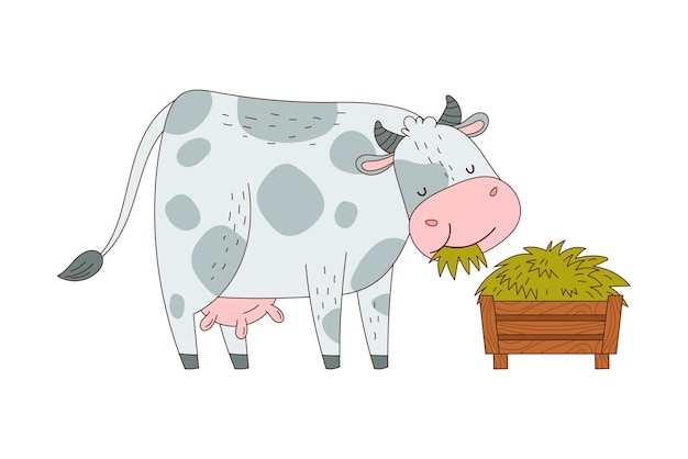 Toro o vaca con cuernos y manchas como animal de granja masticando ilustración vectorial de hierba