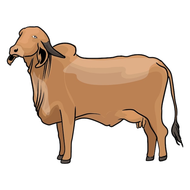 toro de zebu en formato vectorial