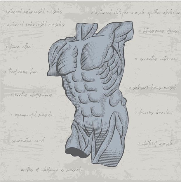 Vector torso anatómico con músculos desnudos al estilo de los gráficos de entrenamiento.