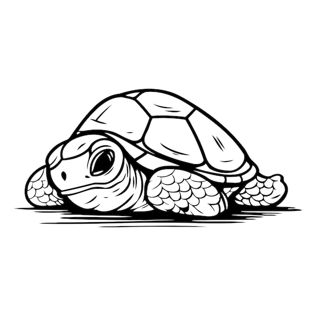 Vector tortuga aislada sobre fondo blanco ilustración vectorial al estilo de dibujos animados