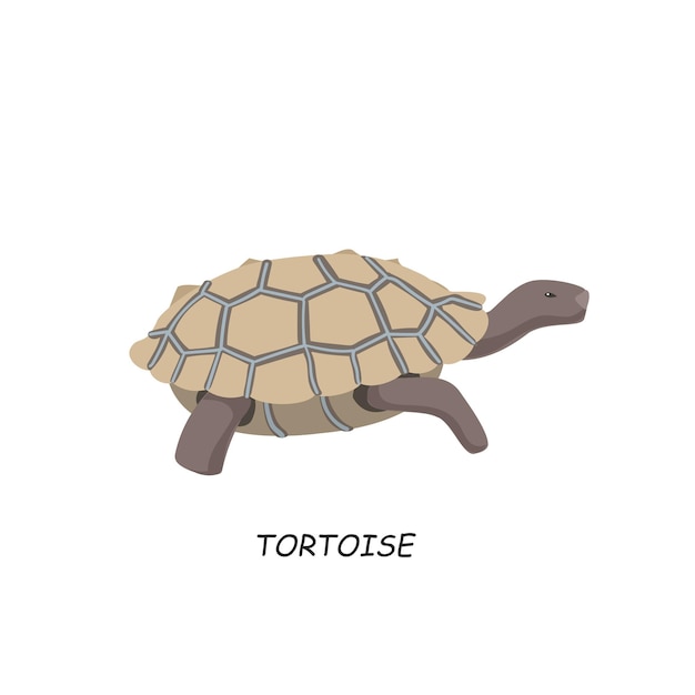 Vector tortuga animal africano ilustración vectorial aislada sobre fondo blanco