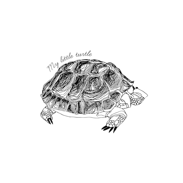 Vector tortuga dibujada a mano