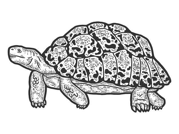 Tortuga leopardo animal Bosquejo tablero de rascar imitación Blanco y negro