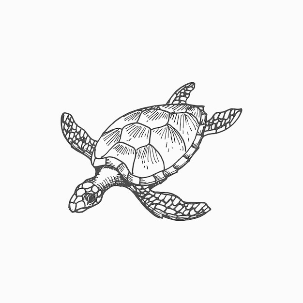 Vector tortuga de mar tortuga boba aislar icono de esbozo