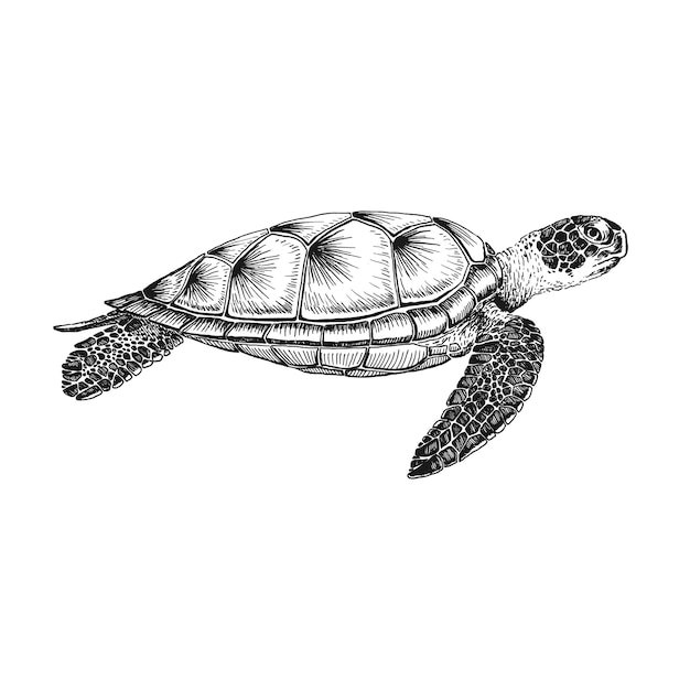 Tortuga marina Ilustración dibujada a mano convertida en vector Vector con animal bajo el agua