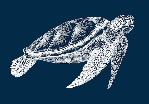 Tortuga marina Ilustración dibujada a mano convertida en vector Vector con animal bajo el agua