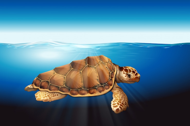 Vector una tortuga marina