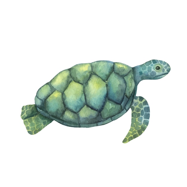 Vector tortuga de natación acuarela aislada sobre fondo blanco. ilustración dibujada a mano de océano o submarino