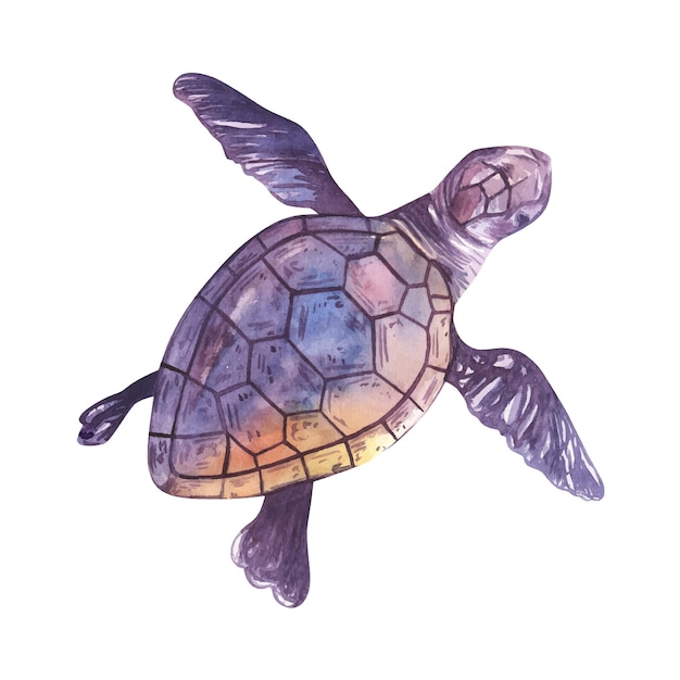 Vector tortuga púrpura acuarela ilustración náutica pintada a mano