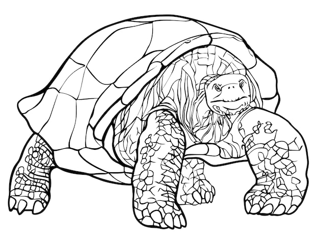 Tortuga vector dibujo lineal en blanco y negro