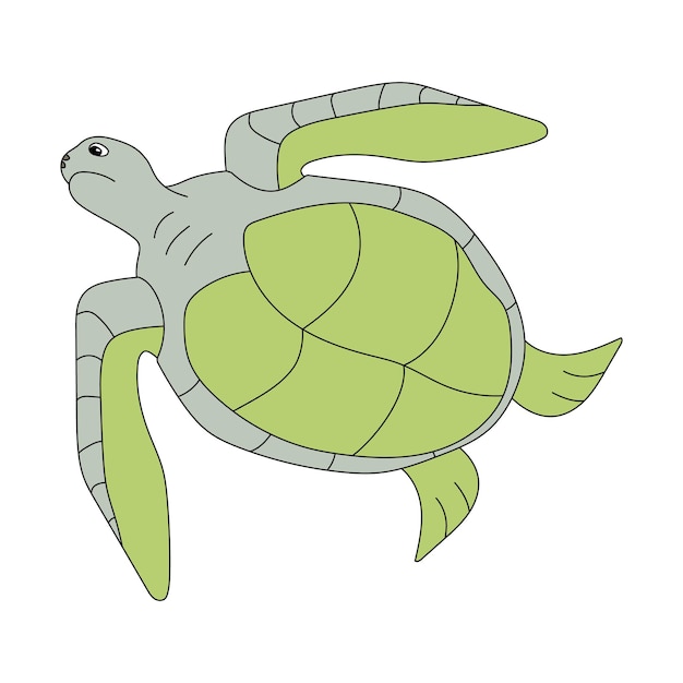 Tortugas marinas Clipart Animales acuáticos y animales marinos Clipart