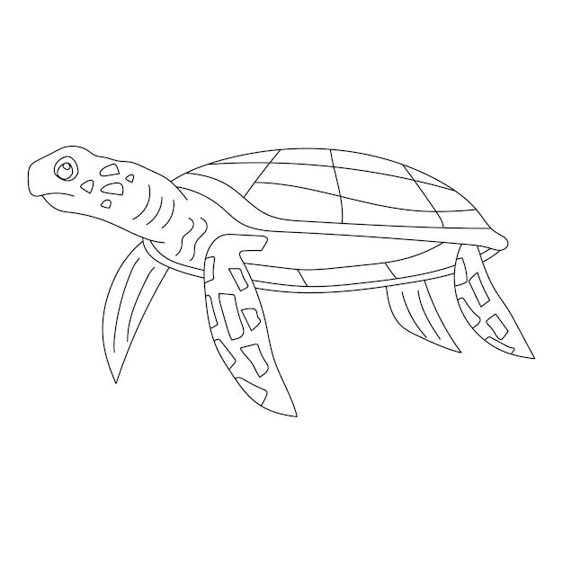 Tortugas marinas Clipart Animales acuáticos y animales marinos Clipart
