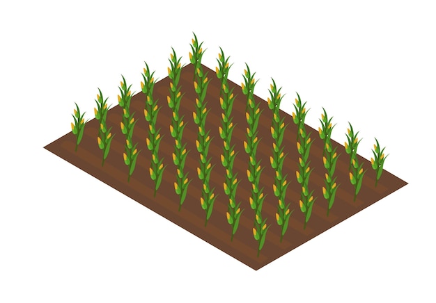 Trabajo en campo isométrico.