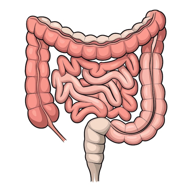 el tracto gastrointestinal CLIP ART
