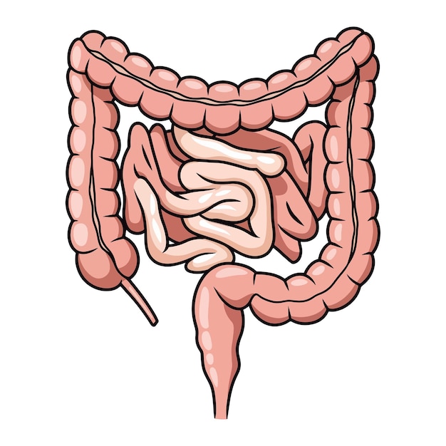 el tracto gastrointestinal CLIP ART