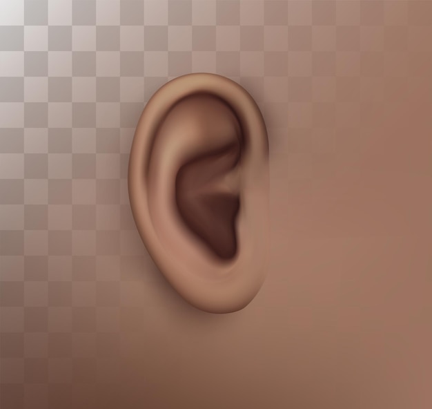 Tratamiento del oído humano por vectores cirugía plástica implantación