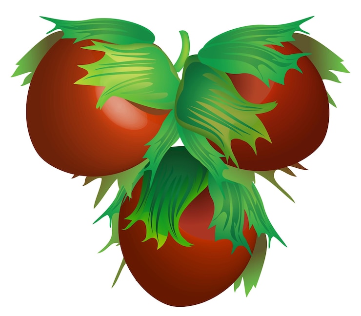 Vector tres avellanas vectoriales para el diseño