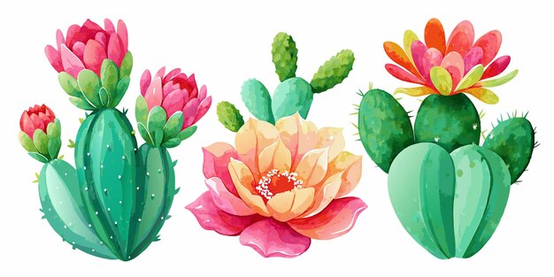 Tres cactus con flores de colores en un fondo blanco