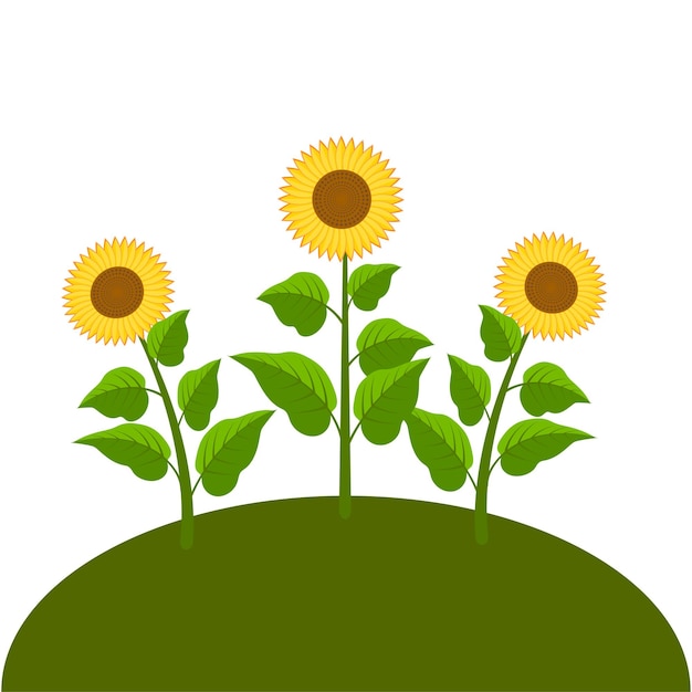 Tres girasoles sobre fondo blanco decoración de otoño ilustración vectorial