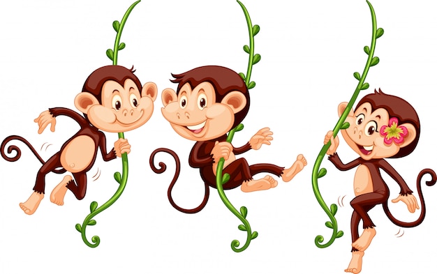 Tres monos balanceándose en la vid
