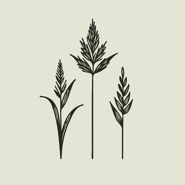 tres plantas están dibujadas en un estilo de boceto