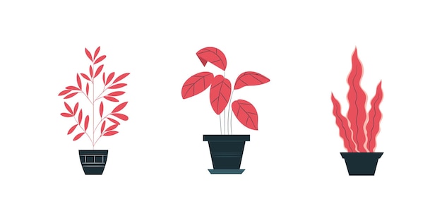 Tres plantas en maceta